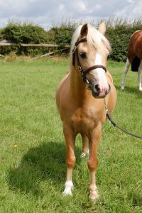 palomino-1869882_960_720
