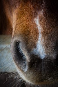 horse-1934230_960_720